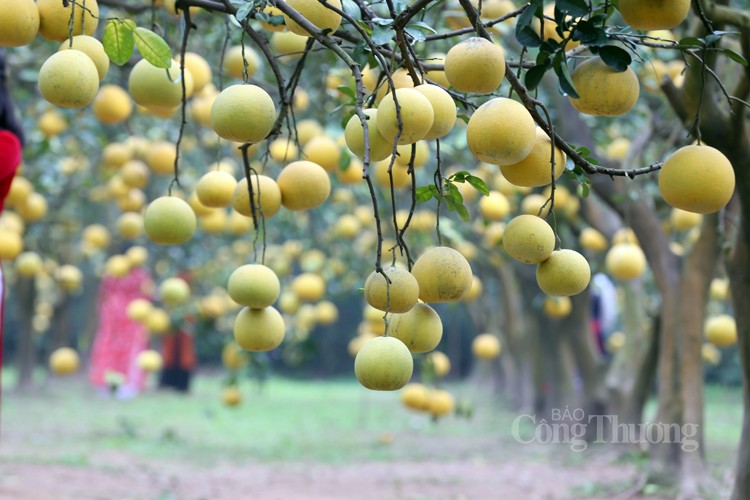 Mãn nhãn với vườn bưởi Diễn chín vàng